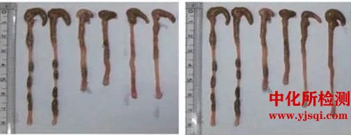 小鼠結(jié)腸模型實驗